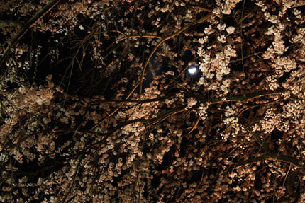 佐野藤右衛門邸の夜桜